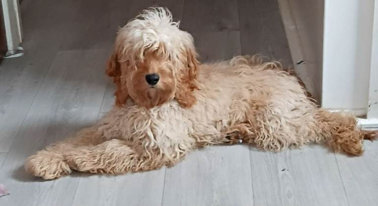 Cockapoo
