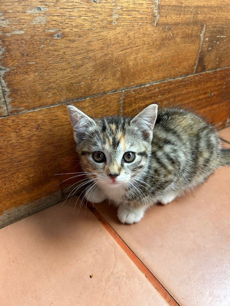 Adorable kittens 