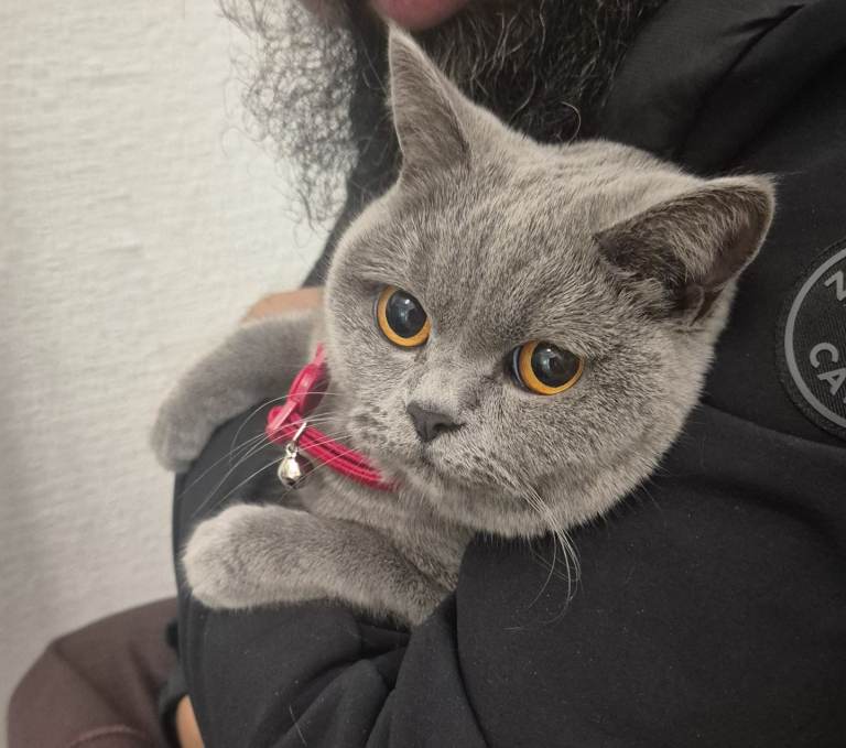 **Beautiful British Shorthair Female – Loving Indoor Home Wanted