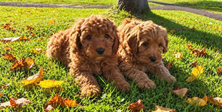 Cavapoo puppies