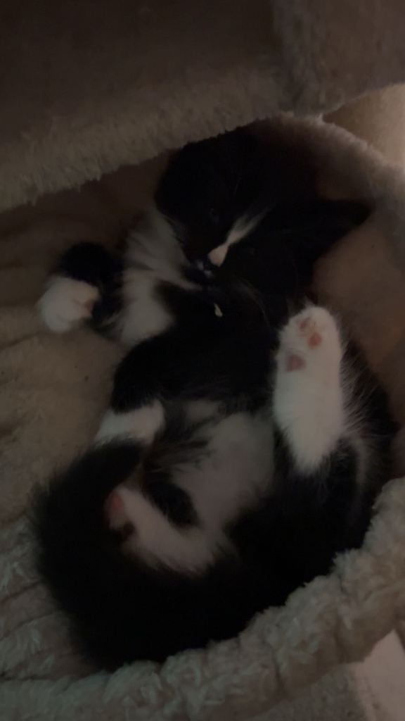 Kittens for Sale 