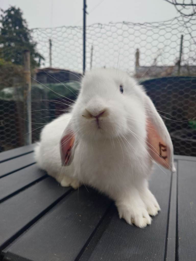 Giant lop/German giant 
