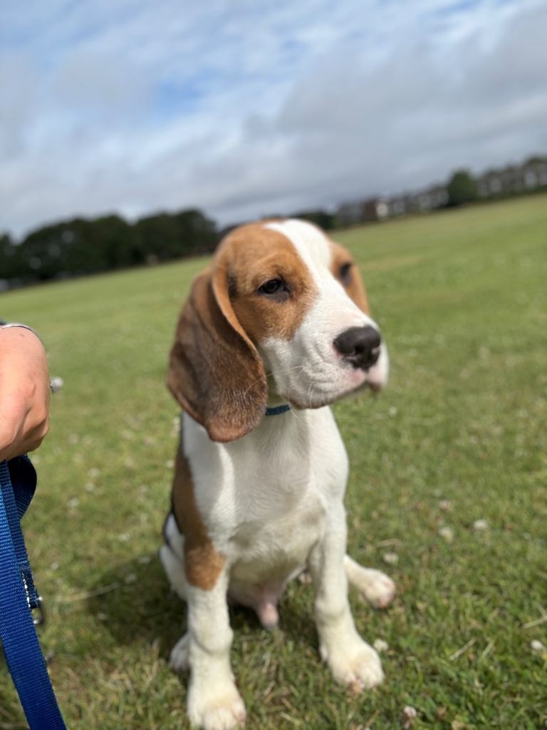 6 month old beagle 
