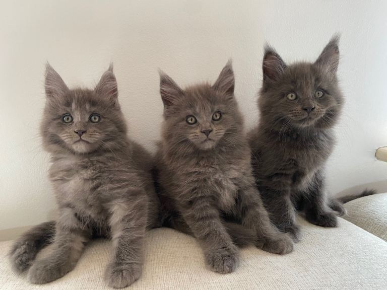 TICA Registered Maine Coon Kittens 