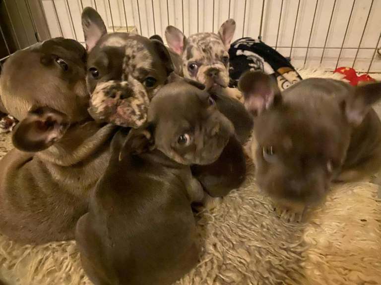 Fawn Merle French Bulldog Puppies for sale