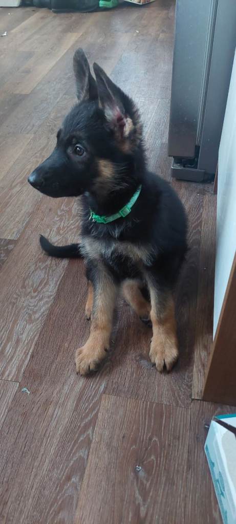 3 Purebred german shepherds puppies 