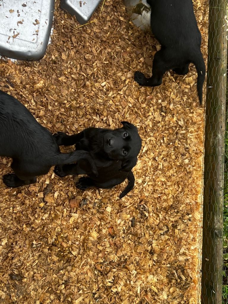 Black Lab pups From Liskoney fun fenella 