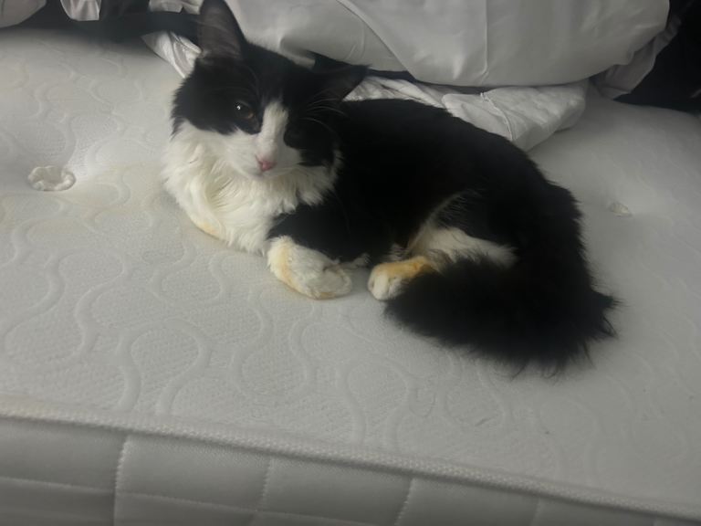 Half Maine coon Half British shorthair