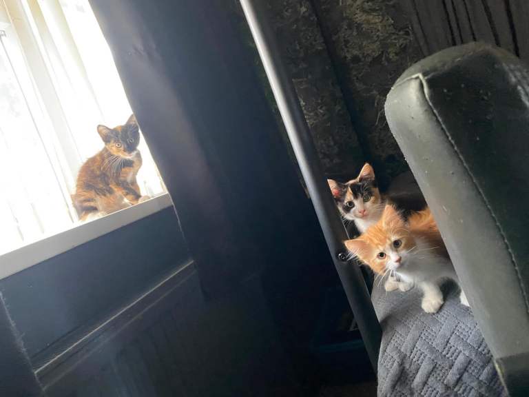 Kittens for sale