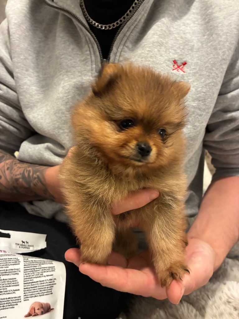 teddy bear pomeranian puppies