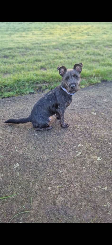 Jack Russel x Staff Puppy