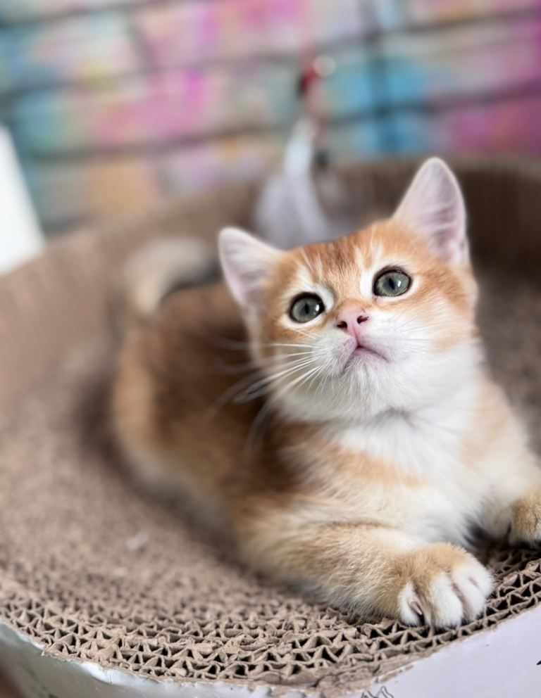 Beautiful Golden BritishX Shorthair Male Kitten