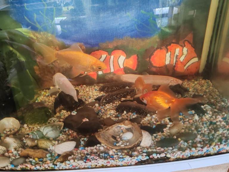 Aquarium fish Nd ornaments