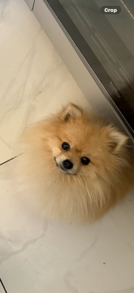 Lovely little boy Louie 