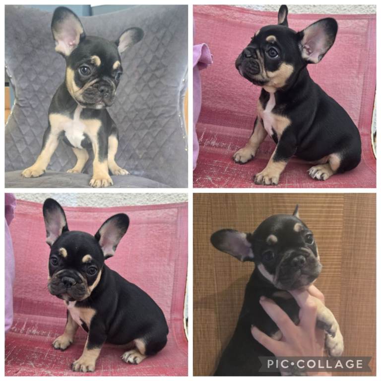 French bulldog puppies 