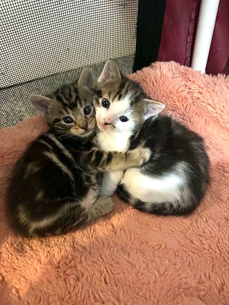 2 female kittens, ready for a new loving home