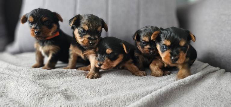 Beautiful Yorkshire Terrier Puppies – Ready 4th April – Raised in Family Home