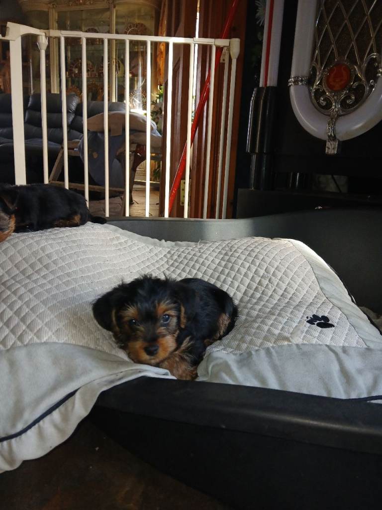 Yorkshire terrier 