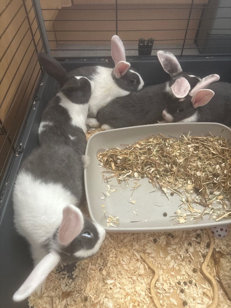 grey and white bunnies