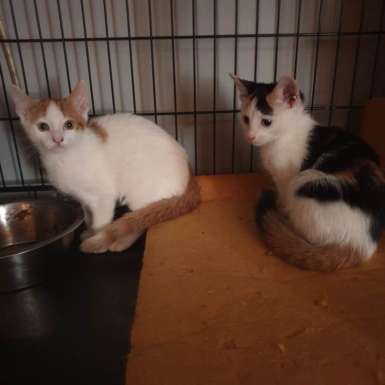 2 friendly playful kittens 