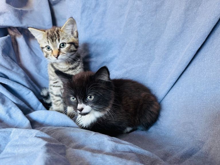 Kittens 🐈‍⬛ 🐾 Female 🩷 💙 looking for forever home 🏠 🐾 