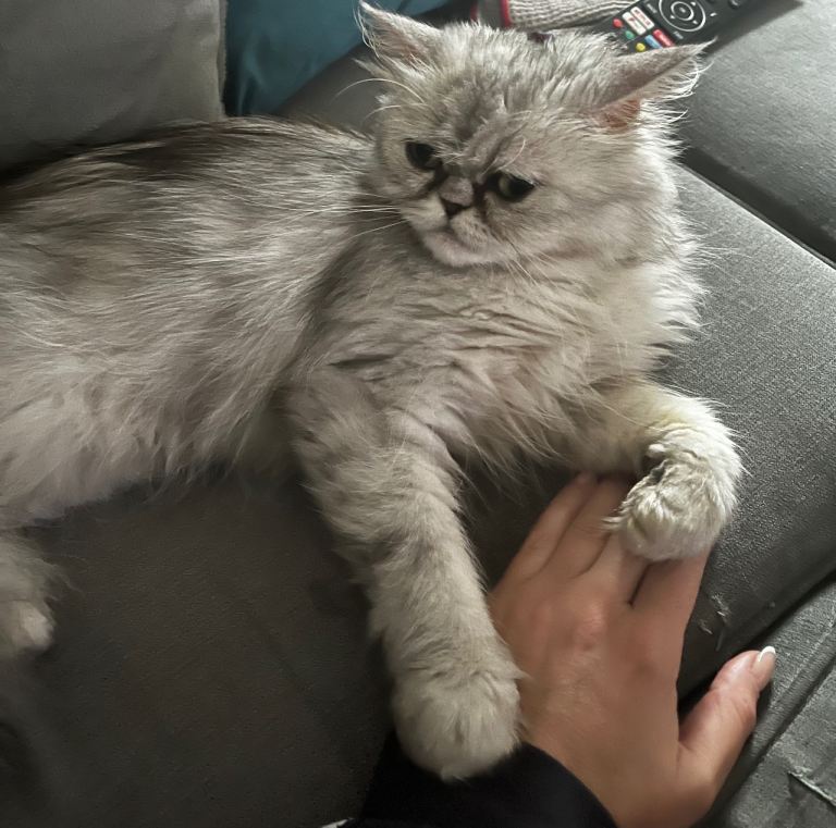 Chinchilla Persian 5 years old 