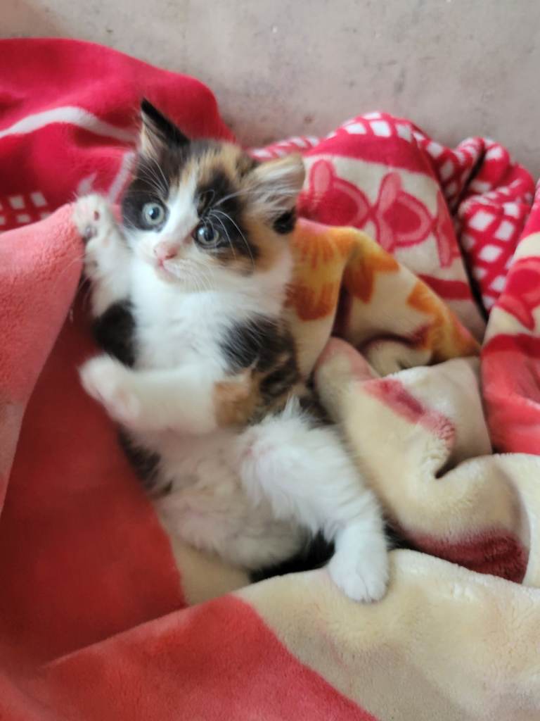 11 week old kitten /female 