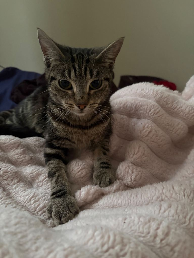 Cute Tabby/Bengal cat called molly 
