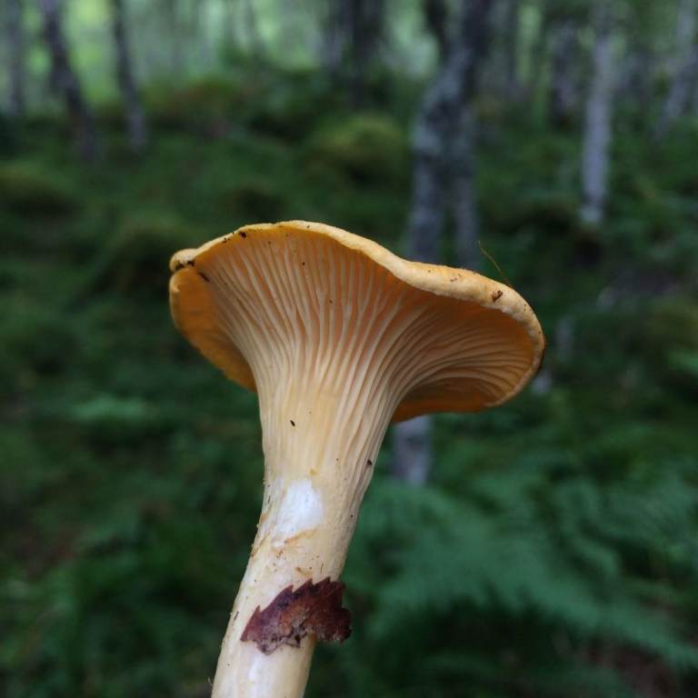 Wild Mushrooms WANTED