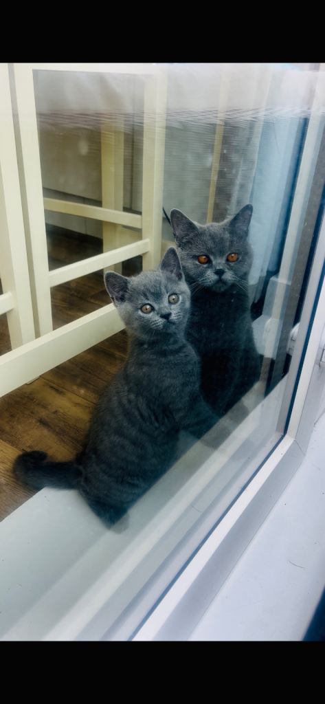 British shorthair girl 