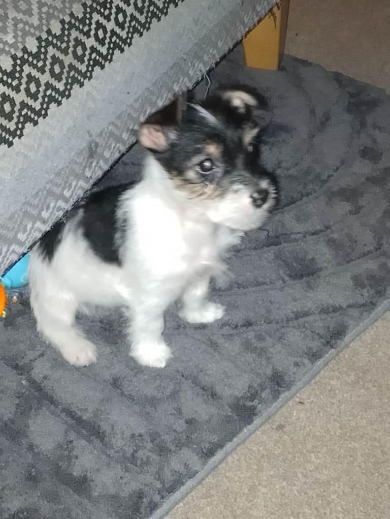 4 month old jack russel 