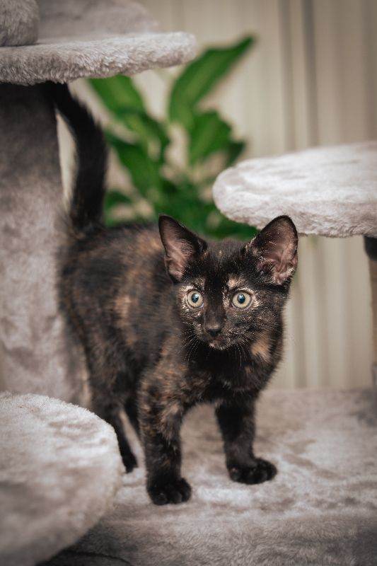 Adorable Kitten Looking for a Loving Home