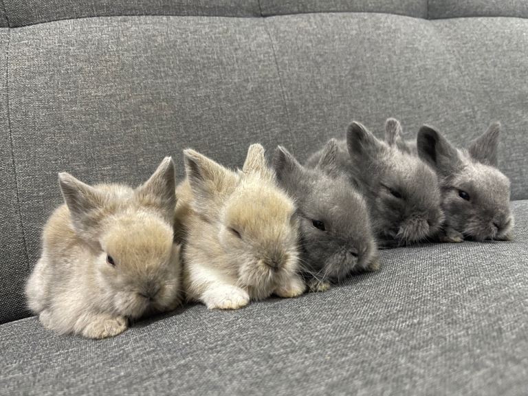 Adorable Lionhead Bunnies