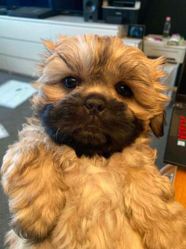 SHIH TZU PUPPY sandy