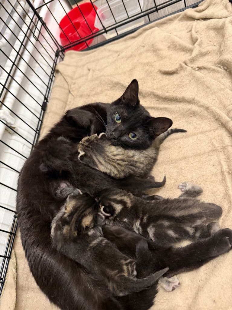 3 beautiful kittens 