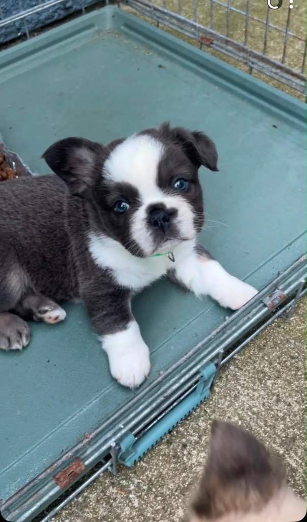 Female and male fluffy frenchie 