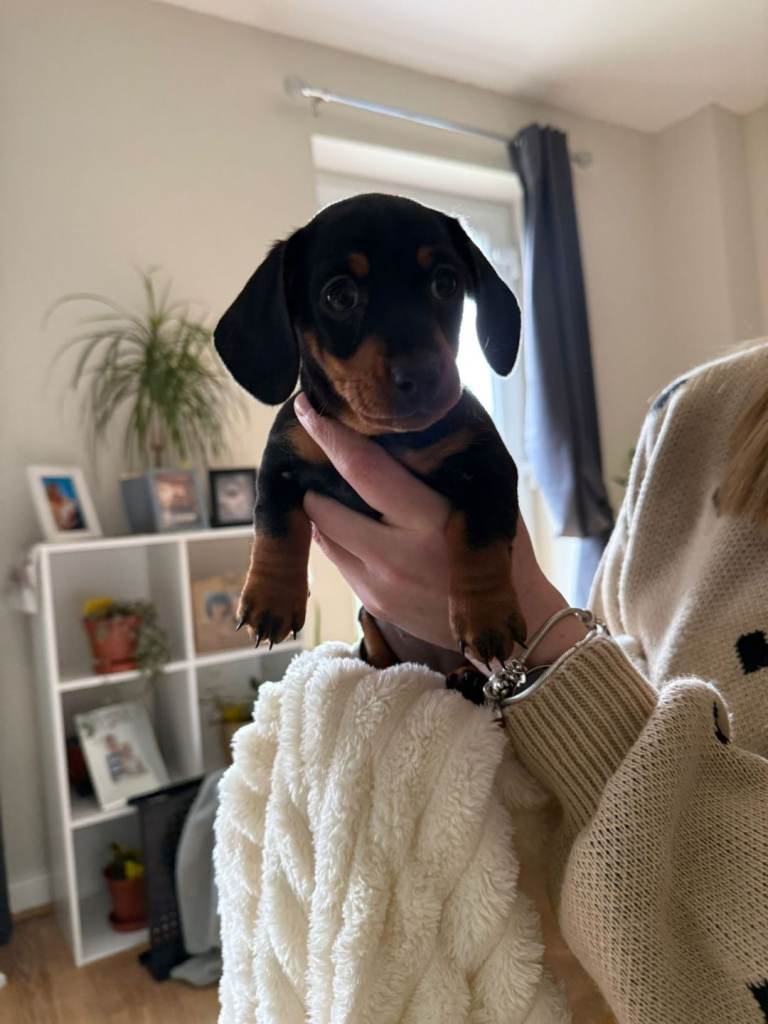 Miniature Dachshund Puppies 