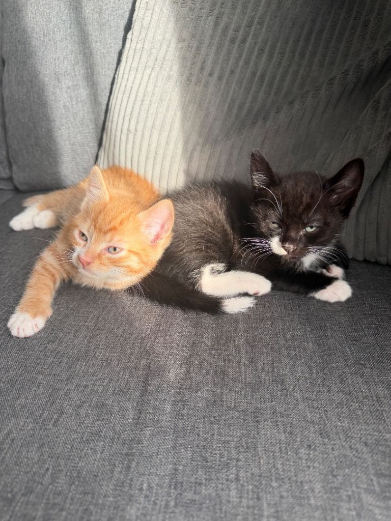 MALE KITTENS FOR SALE