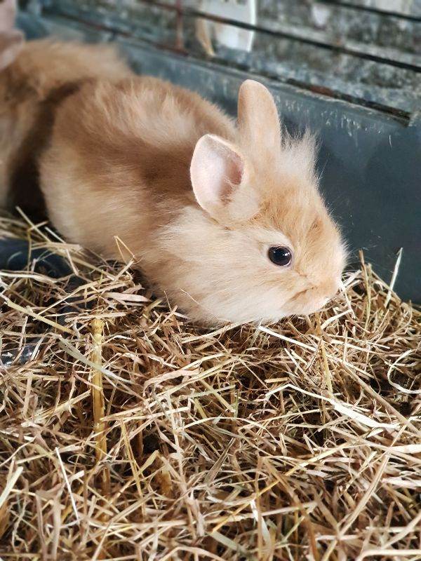 Lionhead baby rabbits 