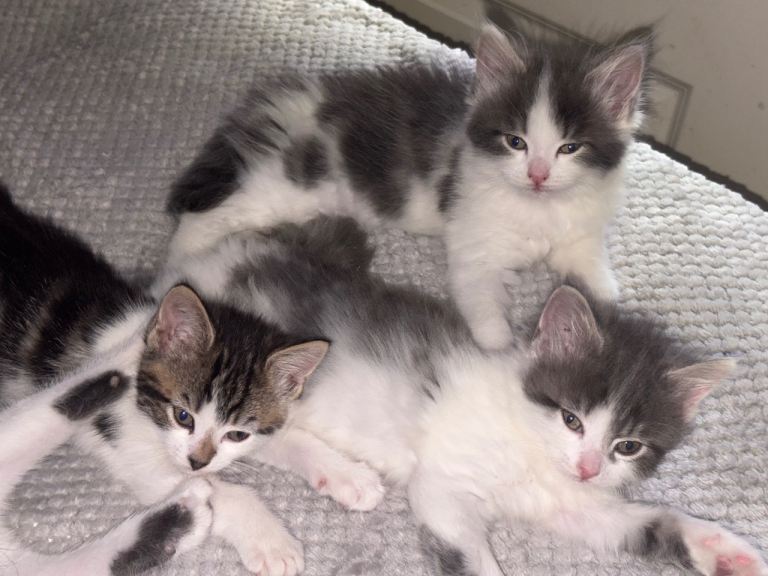British longhair kittens🐾 