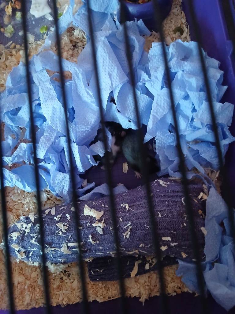 Wanted free hamster cage