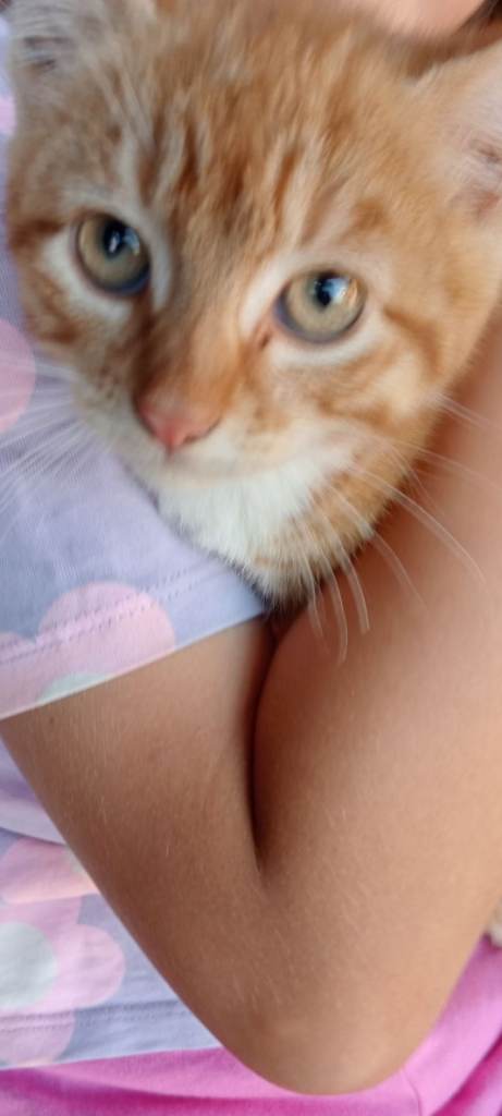 Ginger male kitten