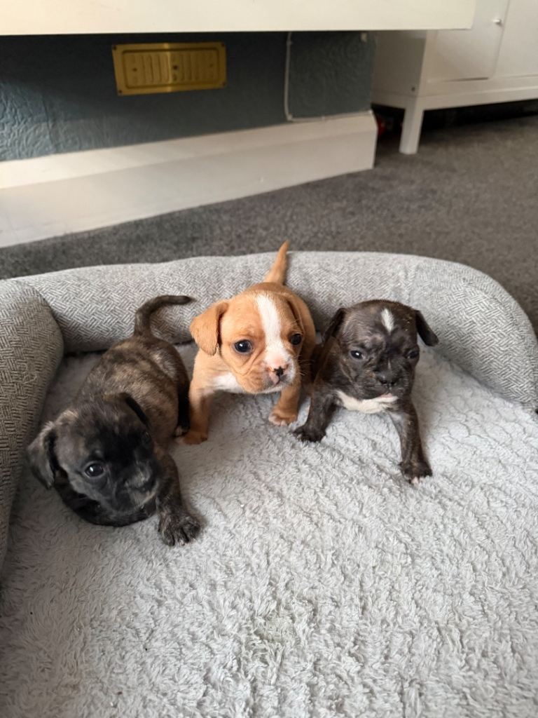 Gorgeous Frenchel puppies (Frenchie x cavalier) only 2 girls left now 