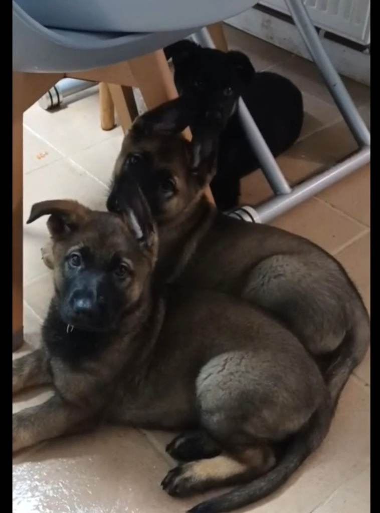  German Shepherd puppies 