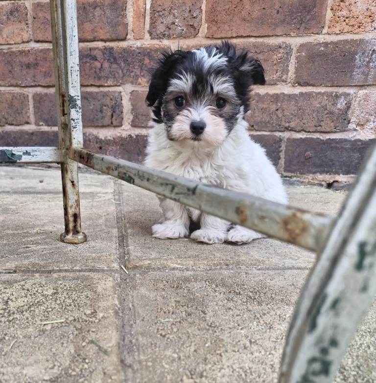 Super Quality Maltese x Chihuahua puppies looking for forever loving homes 