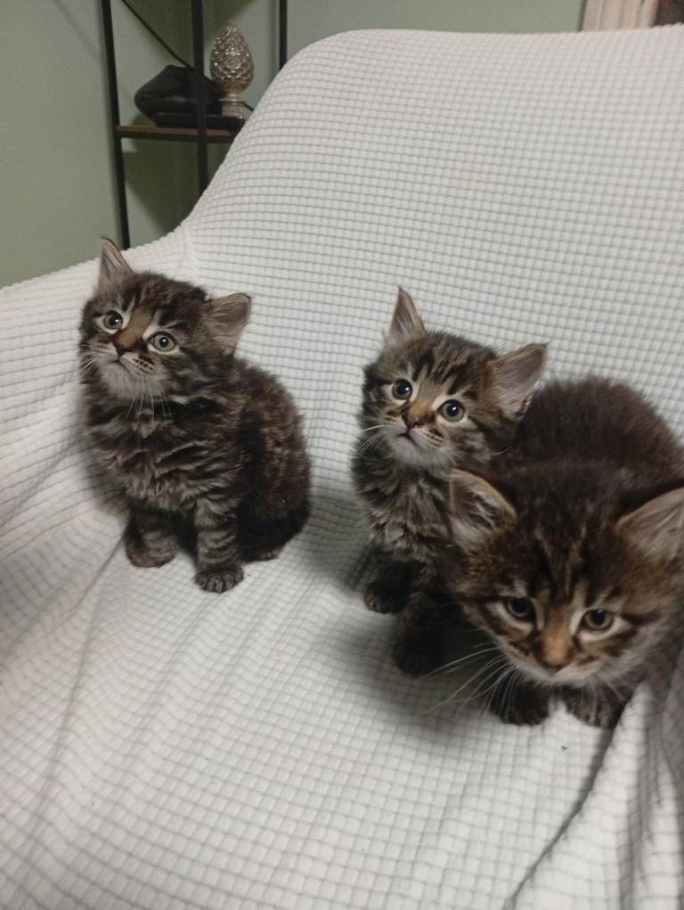 Kitten for sale 