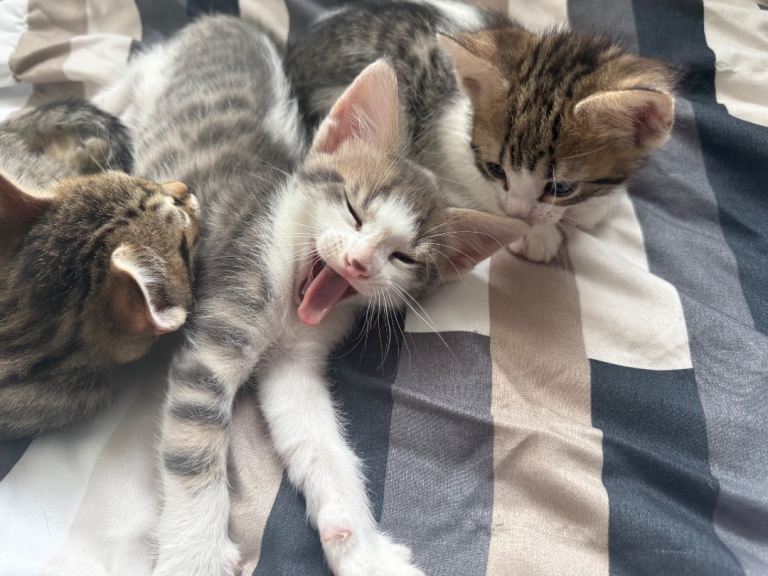 Tabby mix Bengal kittens