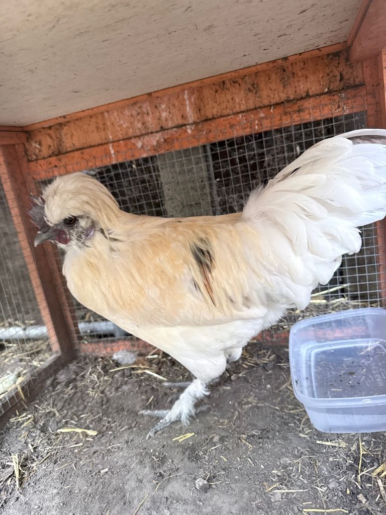 Beautiful Young Rooster (Cockerel) for Sale