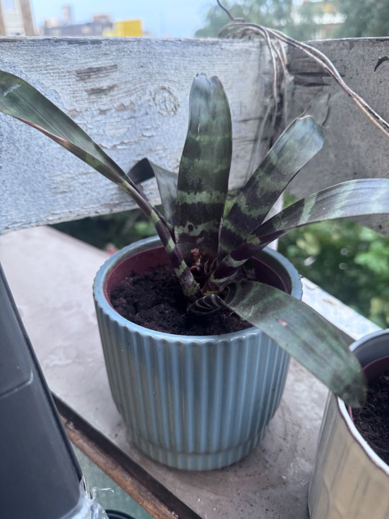Lovely House Plant in Ceramic Pot – Easy Care
