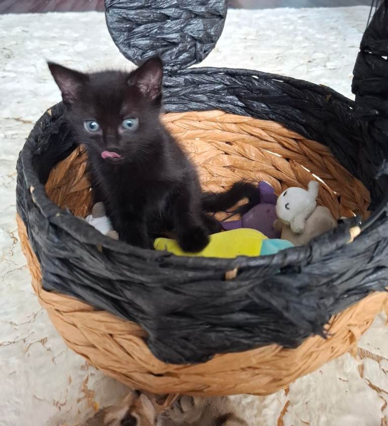 Kittens 